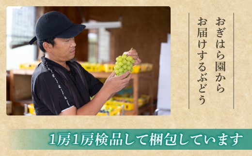 【先行受付2026年発送】農家直送！朝採れシャインマスカット＆クイーンルージュ(R)約1kg（各1房）｜おぎはら園　※2026年9月下旬～10月上旬順次発送