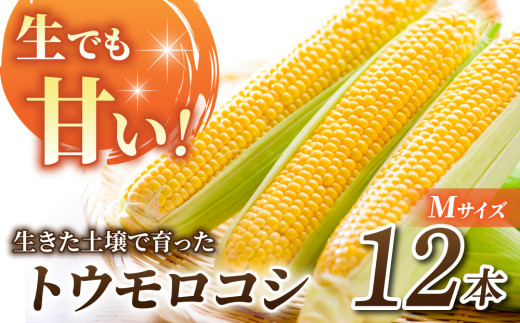 【先行受付2026年発送】生でもすごく甘い！生きた土壌で育った『とうもろこし』Mサイズ12本｜里山JAPAN　※2026年7月中旬以降発送予定