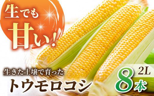 【先行受付2026年発送】生でもすごく甘い！生きた土壌で育った『とうもろこし』2Lサイズ8本｜里山JAPAN  ※2026年7月中旬以降発送予定
