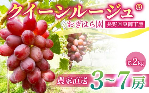 【先行受付2026年発送】農家直送！朝採れクイーンルージュ(R)3～7房（約2kg）｜おぎはら園 ※2026年9月下旬～10月上旬順次発送