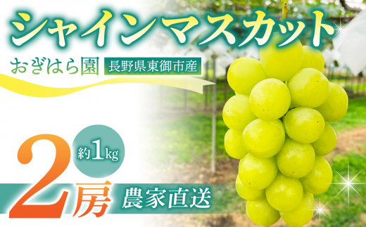 【先行受付2026年発送】農家直送！朝採れシャインマスカット2房（約1kg）｜おぎはら園 ※2026年9月下旬～10月上旬順次発送