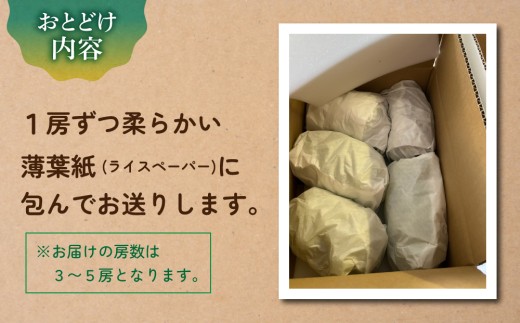 【先行受付2026年発送】農家直送！シャインマスカット2kg（3～5房）※2026年9月下旬～10月中旬順次発送【土屋農園】