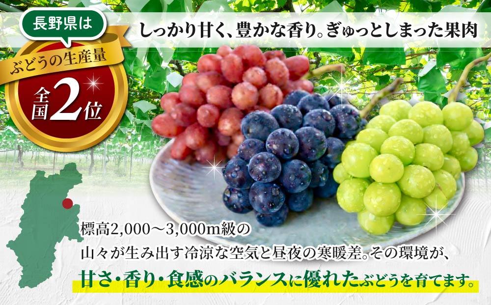 【先行受付2026年発送】農家直送！シャインマスカット2kg（3～5房）※2026年9月下旬～10月中旬順次発送【土屋農園】