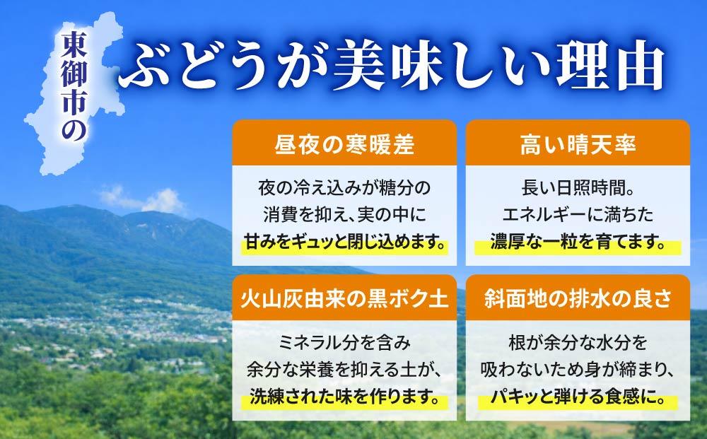 【先行受付2026年発送】農家直送！シャインマスカット2kg（3～5房）※2026年9月下旬～10月中旬順次発送【土屋農園】