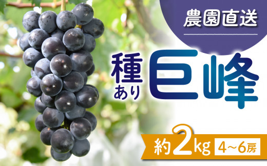 【先行受付2026年発送】種あり巨峰2kg（4～6房）｜秀果園　※2026年9月上旬～10月下旬順次発送予定