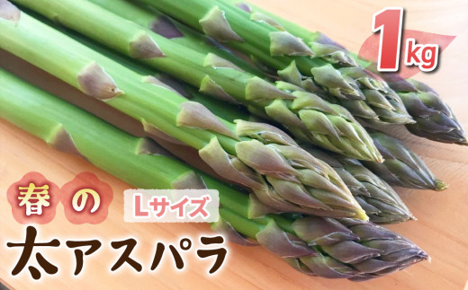 【先行受付2026年発送】農家直送！新鮮！春獲れ太（L）アスパラ約1kg（おおよそ30～40本）｜のららぼ農園 ※2026年4月上旬～5月下旬発送予定