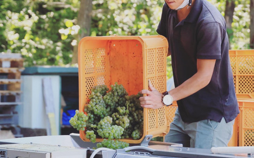 【ヴィラデストワイナリー】白ワイン3種飲み比べ3本セット(ヴィニュロンズリザーブ シャルドネ & ソーヴィニヨンブラン & ピノ・グリ)