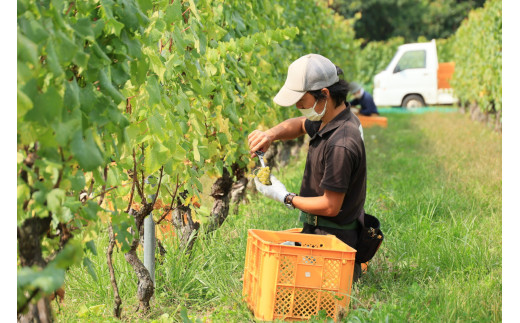 【ヴィラデストワイナリー】白ワイン3種飲み比べ3本セット(ヴィニュロンズリザーブ シャルドネ & ソーヴィニヨンブラン & ピノ・グリ)