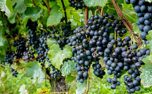 【ヴィラデストワイナリー】白ワイン3種飲み比べ3本セット(ヴィニュロンズリザーブ シャルドネ & ソーヴィニヨンブラン & ピノ・グリ)