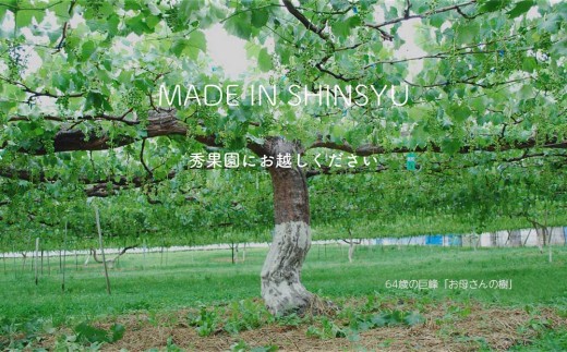 早摘み巨峰のジュースと完熟巨峰のジュースのセット【秀果園】