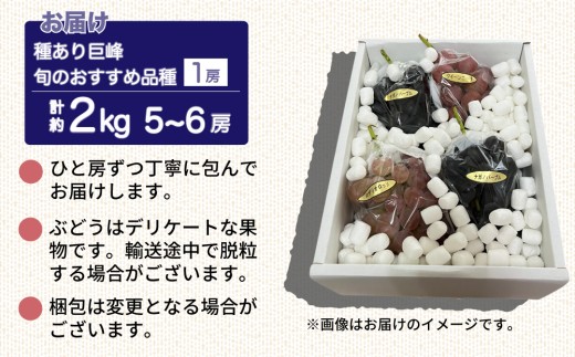 ãå
è¡åä»2026幎çºéãçš®ããå·šå³°ãšæ¬ã®ããããåçš®ïŒïŒæ¿ïŒ èš5ïœ6æ¿ ïŒçŽ2kgïŒïœç§æåãâ»2026幎9æäžæ¬ä»¥éé æ¬¡çºé