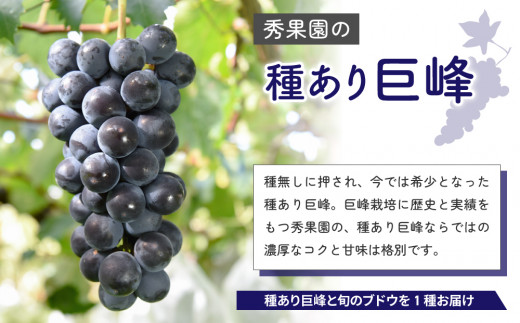 ãå
è¡åä»2026幎çºéãçš®ããå·šå³°ãšæ¬ã®ããããåçš®ïŒïŒæ¿ïŒ èš5ïœ6æ¿ ïŒçŽ2kgïŒïœç§æåãâ»2026幎9æäžæ¬ä»¥éé æ¬¡çºé