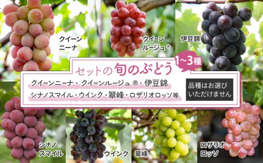 【予約受付2026年発送】シャインマスカットと旬のおすすめぶどう2～4種セット（合計3～4房、約2kg）｜秀果園　※2026年9月下旬～10月順次発送予定