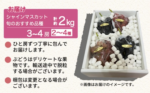 【予約受付2026年発送】シャインマスカットと旬のおすすめぶどう2～4種セット（合計3～4房、約2kg）｜秀果園　※2026年9月下旬～10月順次発送予定