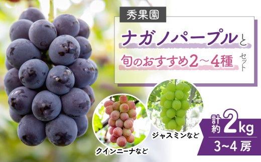 【先行受付2026年発送】ナガノパープルと旬のおすすめ2～4種セット（合計3～4房、約2kg）｜秀果園　※2026年9月下旬～10月下旬順次発送