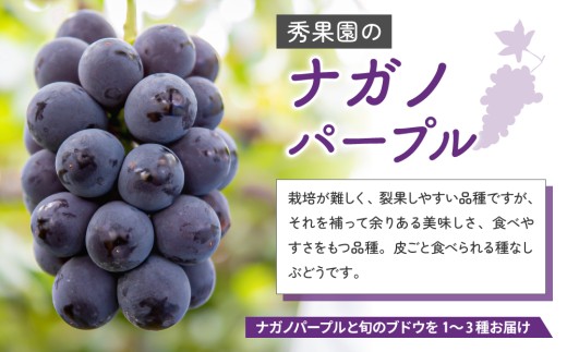 【先行受付2026年発送】ナガノパープルと旬のおすすめ2～4種セット（合計3～4房、約2kg）｜秀果園　※2026年9月下旬～10月下旬順次発送