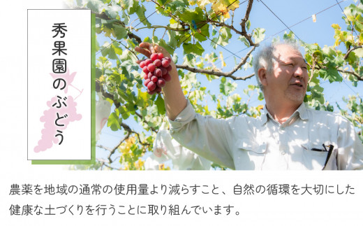 【先行受付2026年発送】ナガノパープルと旬のおすすめ2～4種セット（合計3～4房、約2kg）｜秀果園　※2026年9月下旬～10月下旬順次発送