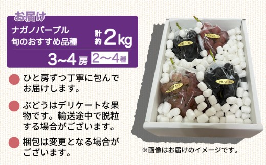 【先行受付2026年発送】ナガノパープルと旬のおすすめ2～4種セット（合計3～4房、約2kg）｜秀果園　※2026年9月下旬～10月下旬順次発送