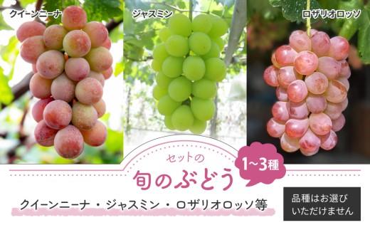 【先行受付2026年発送】ナガノパープルと旬のおすすめ2～4種セット（合計3～4房、約2kg）｜秀果園　※2026年9月下旬～10月下旬順次発送