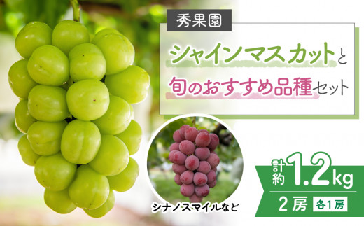【先行受付2026年発送】シャインマスカットと旬のおすすめ品種2房セット（約1.2kg）｜秀果園※2026年9月下旬～10月下旬発送予定