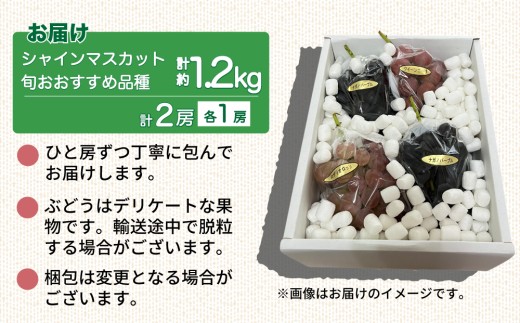 【先行受付2026年発送】シャインマスカットと旬のおすすめ品種2房セット（約1.2kg）｜秀果園※2026年9月下旬～10月下旬発送予定