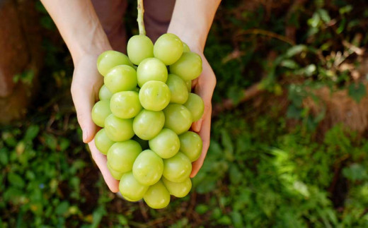 ãå
è¡åä»2026幎çºéãå®çã¶ã©ãã®é£ã¹æ¯ã¹ã»ããïŒã·ã£ã€ã³ãã¹ã«ããÃå·šå³°ïŒïŒæ¿ã1.4kg以äžïœglasses farm â»2026幎9æäžæ¬ä»¥éçºéäºå®