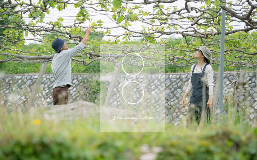 ãå
è¡åä»2026幎çºéãå®çã¶ã©ãã®é£ã¹æ¯ã¹ã»ããïŒã·ã£ã€ã³ãã¹ã«ããÃå·šå³°ïŒïŒæ¿ã1.4kg以äžïœglasses farm â»2026幎9æäžæ¬ä»¥éçºéäºå®