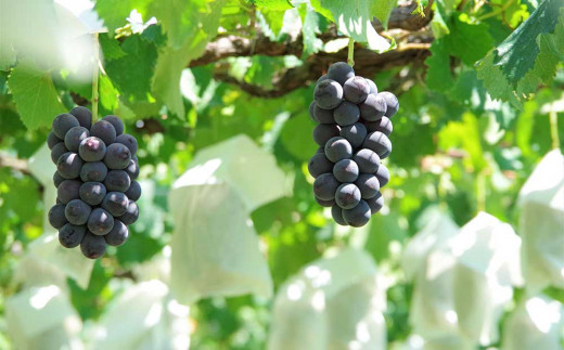 ãå
è¡åä»2026幎çºéãå®çã¶ã©ãã®é£ã¹æ¯ã¹ã»ããïŒã·ã£ã€ã³ãã¹ã«ããÃå·šå³°ïŒïŒæ¿ã1.4kg以äžïœglasses farm â»2026幎9æäžæ¬ä»¥éçºéäºå®