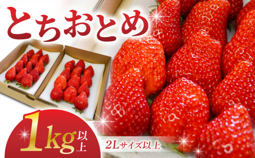 長野県産 いちご「とちおとめ」１kg以上｜BERRY PLANTS FACTORY 東御市