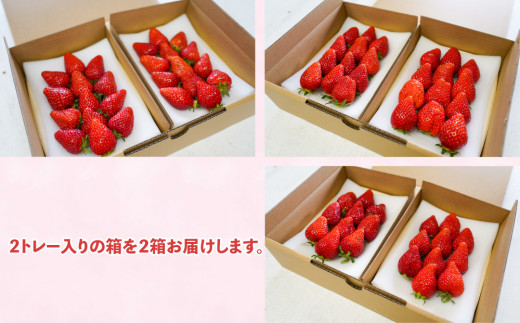 長野県産 いちご「とちおとめ」１kg以上｜BERRY PLANTS FACTORY 東御市