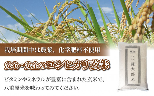 【令和7年産】八重原産 コシヒカリ 玄米「極」（栽培期間中農薬化学肥料不使用）8kg【太陽と大地】お米※2025年10月中旬以降発送
