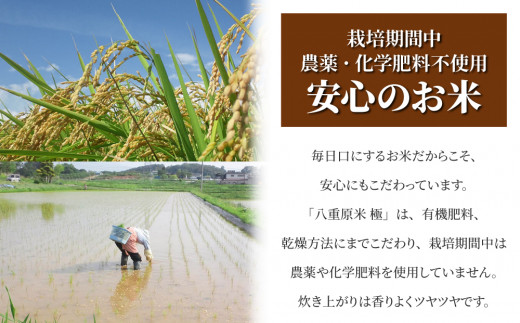【令和7年産】八重原産コシヒカリ白米「極」4kg｜栽培期間中農薬化学肥料不使用【太陽と大地】※2025年10月中旬以降発送