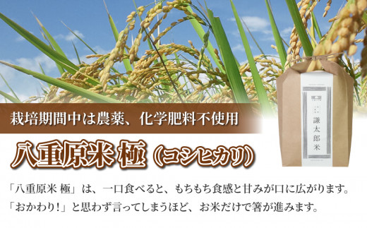 【令和7年産】八重原産コシヒカリ白米「極」4kg｜栽培期間中農薬化学肥料不使用【太陽と大地】※2025年10月中旬以降発送