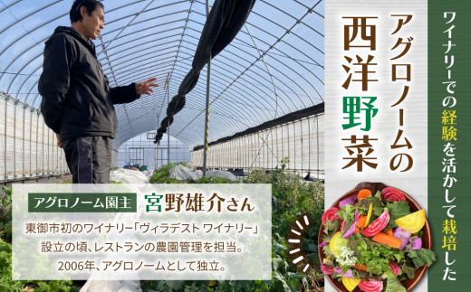 お試し季節のお野菜と加工品セット（お一人様向け）｜５～８種類の野菜・加工品詰め合わせ【アグロノーム】