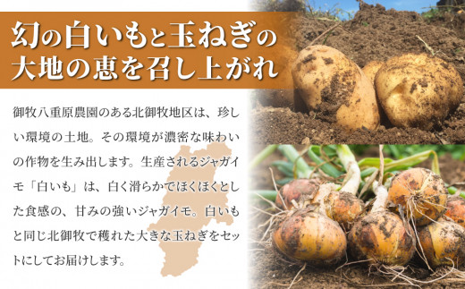 白いも(M～Lサイズ）と玉ねぎ（L～2Lサイズ）各5kg｜じゃがいも【数量限定】詰め合わせ※2026年8月下旬～10月下旬に順次発送予定※着日指定不可