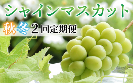 2026年発送【2回定期便】シャインマスカット 秋＆冬お届け便 |JA信州うえだ東部地区営農課 信州 長野 東御市産 人気 ぶどう 贈答用 ギフト 2房 フルーツ 果物 おすすめ 厳選 種無し 皮ごと 大粒