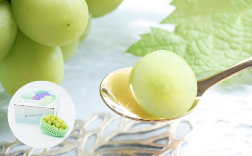 2026年発送【2回定期便】シャインマスカット 秋＆冬お届け便 |JA信州うえだ東部地区営農課 信州 長野 東御市産 人気 ぶどう 贈答用 ギフト 2房 フルーツ 果物 おすすめ 厳選 種無し 皮ごと 大粒