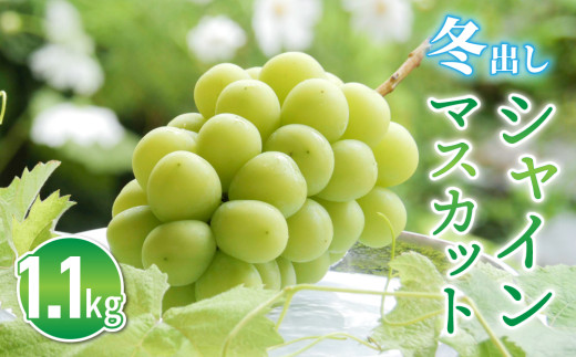 2026年発送【2回定期便】シャインマスカット 秋＆冬お届け便 |JA信州うえだ東部地区営農課 信州 長野 東御市産 人気 ぶどう 贈答用 ギフト 2房 フルーツ 果物 おすすめ 厳選 種無し 皮ごと 大粒