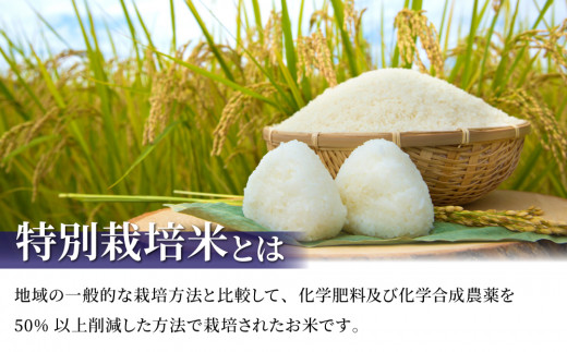 【R7年産】特別栽培米「風さやか」白米約10kg｜JA信州うえだ東部地区営農課 長野県産 東御市産 お米 こめ