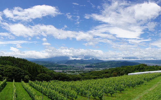 【ヴィラデストワイナリー】ベジタブルシリーズ食器　パスタボウル３枚（ズッキーニ＆ミニトマトとラディッシュ＆エンドウとナス＆ハラペーニョ）セット