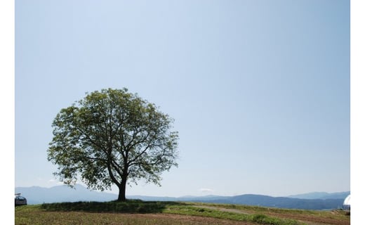 殻つきくるみ約1.4kg（2025年収穫分）｜JA信州うえだ東部地区営農課 胡桃 信濃くるみ ナッツ 家庭用 自宅用 おつまみ おやつ 国産 信州 長野県東御市