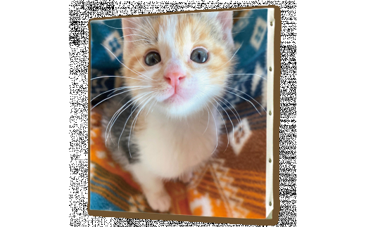 繧ェ繝ェ繧ク繝翫Ν繧ュ繝」繝ウ繝舌せ繝励Μ繝ウ繝茨シS3繧オ繧、繧コシ