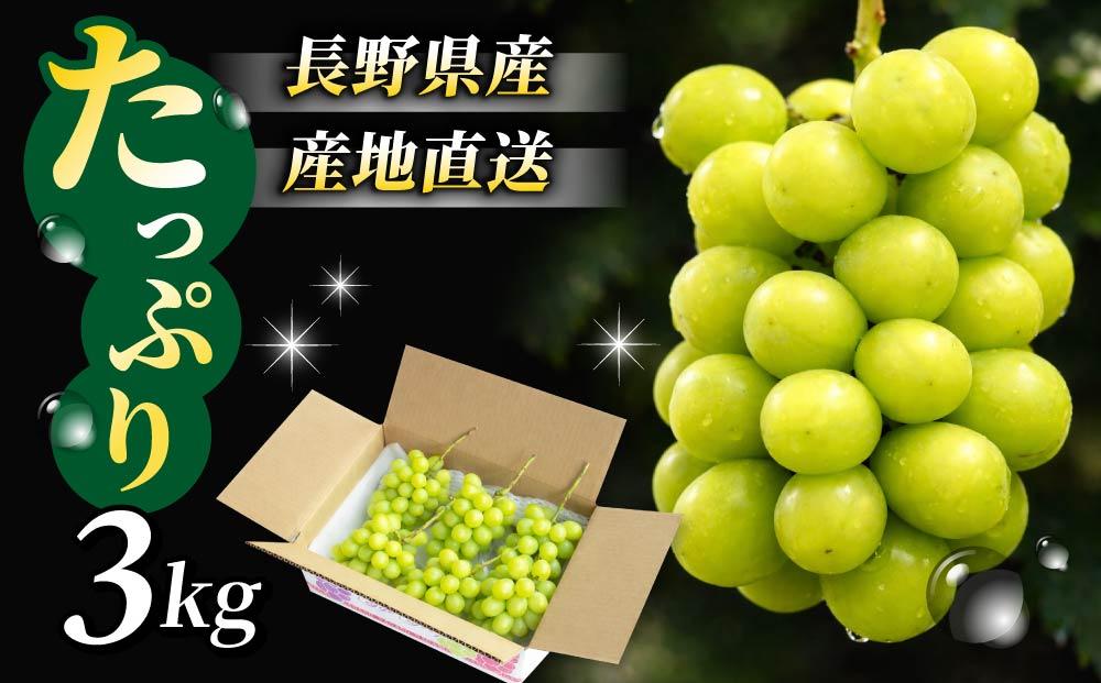 【先行受付2026年発送】シャインマスカット3kg（5～6房）【秋お届け】｜JA信州うえだ農業協同組合 長野 人気 ぶどう 贈答用 ギフト フルーツ 果物 おすすめ 厳選 種無し 皮ごと 大粒