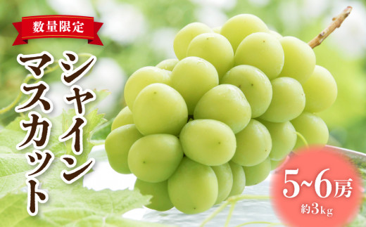 【先行受付2026年発送】シャインマスカット3kg（5～6房）【秋お届け】｜JA信州うえだ農業協同組合 長野 人気 ぶどう 贈答用 ギフト フルーツ 果物 おすすめ 厳選 種無し 皮ごと 大粒