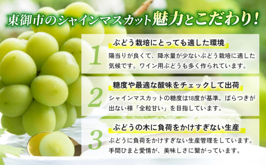 【先行受付2026年発送】シャインマスカット3kg（5～6房）【秋お届け】｜JA信州うえだ農業協同組合 長野 人気 ぶどう 贈答用 ギフト フルーツ 果物 おすすめ 厳選 種無し 皮ごと 大粒
