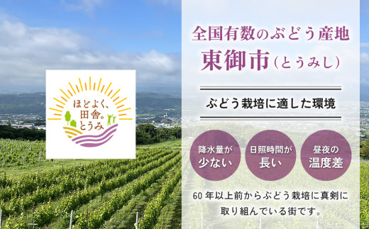 【先行受付2026年発送】シャインマスカット3kg（5～6房）【秋お届け】｜JA信州うえだ農業協同組合 長野 人気 ぶどう 贈答用 ギフト フルーツ 果物 おすすめ 厳選 種無し 皮ごと 大粒