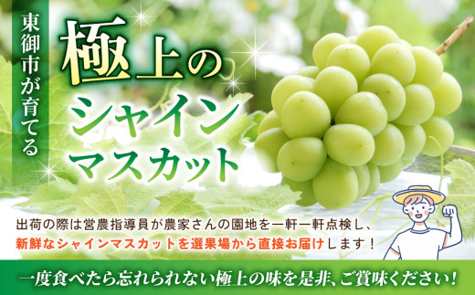 【先行受付2026年発送】シャインマスカット3kg（5～6房）【秋お届け】｜JA信州うえだ農業協同組合 長野 人気 ぶどう 贈答用 ギフト フルーツ 果物 おすすめ 厳選 種無し 皮ごと 大粒