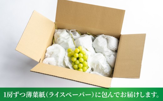 【先行受付2026年発送】シャインマスカット3kg（5～6房）【秋お届け】｜JA信州うえだ農業協同組合 長野 人気 ぶどう 贈答用 ギフト フルーツ 果物 おすすめ 厳選 種無し 皮ごと 大粒