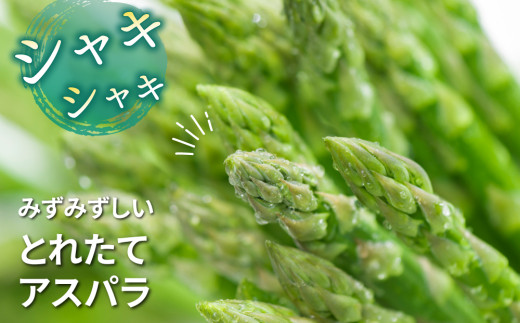 縲仙郁。悟女莉2026蟷エ逋コ騾√代い繧ケ繝代Λ繧ャ繧ケ邏1.2kgシ200gテ6陲具シ ス廱A菫。蟾槭≧縺医□譚ア驛ィ蝨ー蛹コ蝟カ霎イ隱イ 髟キ驥 譚ア蠕。蟶ら肇 窶サ2026蟷エ4譛井ク区流ス6譛井ク区流鬆縺ォ鬆谺。逋コ騾∽コ亥ョ