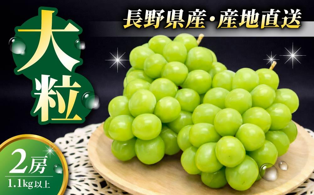 【先行受付2026年発送】シャインマスカット2房 1.1kg以上【秋お届け】｜JA信州うえだ農業協同組合 長野 先行予約 産地直送 ぶどう 贈答用 ギフト 2房 フルーツ 果物 おすすめ 厳選 種無し 皮ごと 大粒